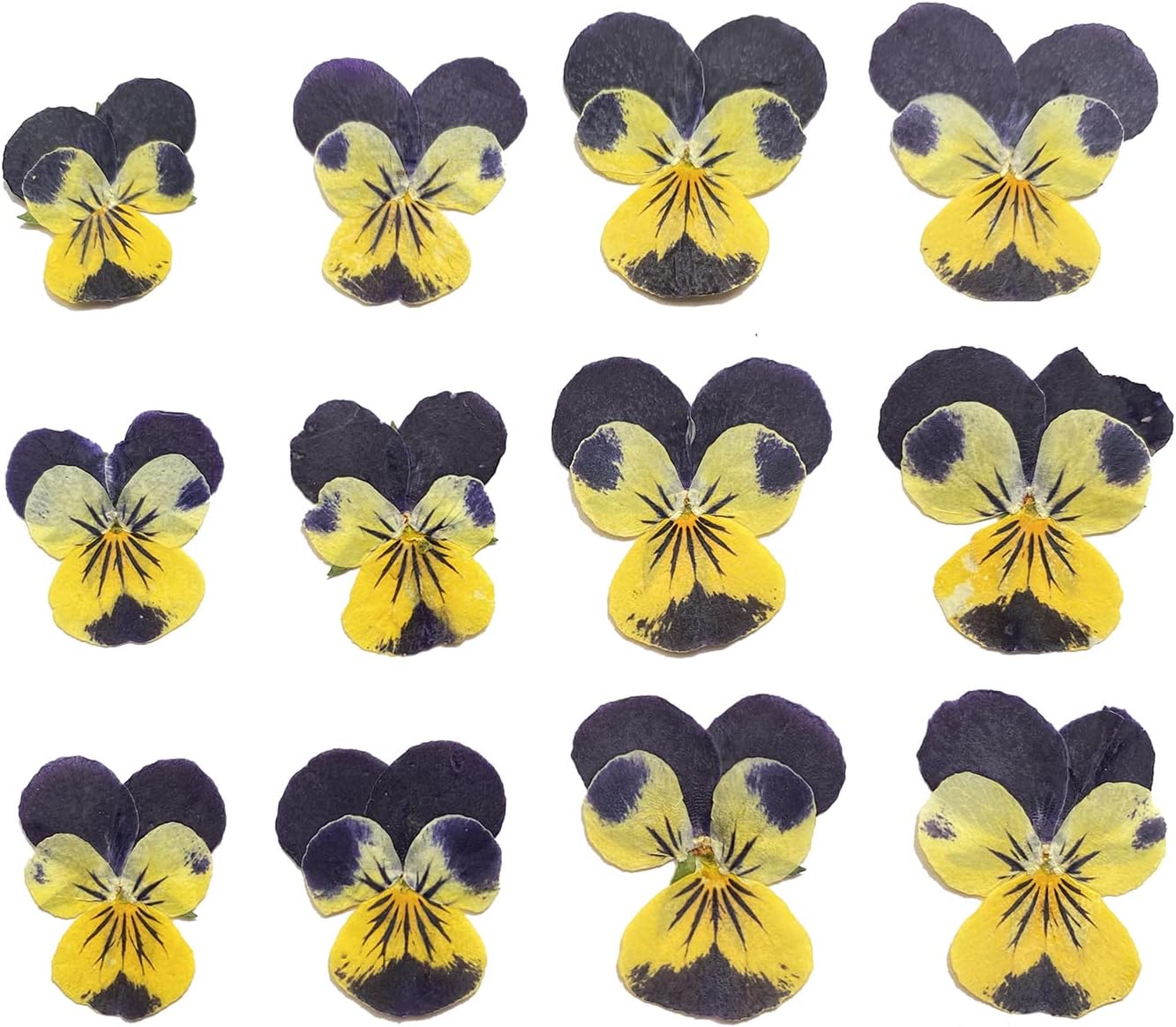 Natural Pansy Dried Pressed Flowers for Resin, Dry Flower for Candle,Epoxy Resin,Soap Making,Scrapbooking,DIY Art Crafts,Painting 12pcs/Pack (Pansy Yellow Purple)