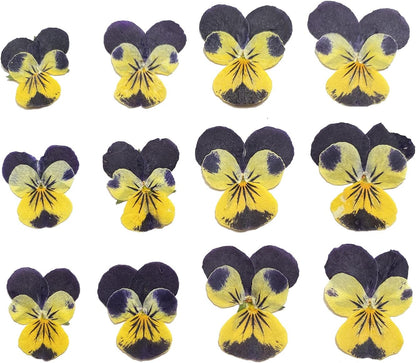 Natural Pansy Dried Pressed Flowers for Resin, Dry Flower for Candle,Epoxy Resin,Soap Making,Scrapbooking,DIY Art Crafts,Painting 12pcs/Pack (Pansy Yellow Purple)