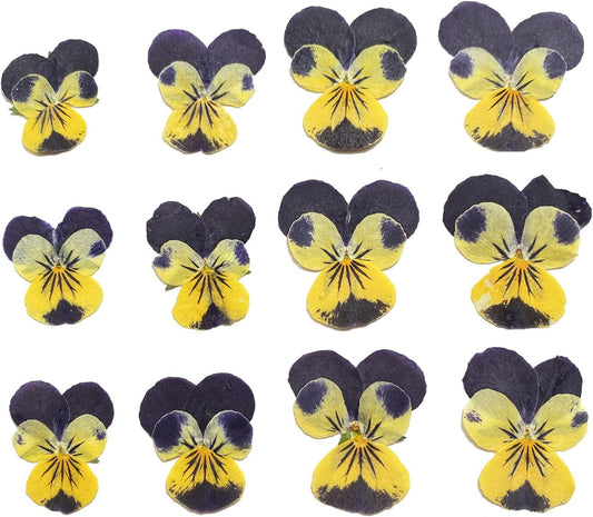 Natural Pansy Dried Pressed Flowers for Resin, Dry Flower for Candle,Epoxy Resin,Soap Making,Scrapbooking,DIY Art Crafts,Painting 12pcs/Pack (Pansy Yellow Purple)