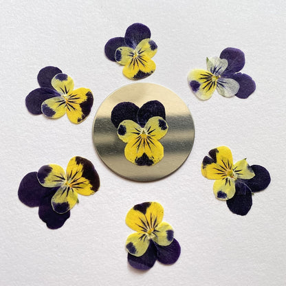 Natural Pansy Dried Pressed Flowers for Resin, Dry Flower for Candle,Epoxy Resin,Soap Making,Scrapbooking,DIY Art Crafts,Painting 12pcs/Pack (Pansy Yellow Purple)