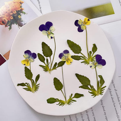 Natural Pansy Dried Pressed Flowers for Resin, Dry Flower for Candle,Epoxy Resin,Soap Making,Scrapbooking,DIY Art Crafts,Painting 12pcs/Pack (Pansy Yellow Purple)