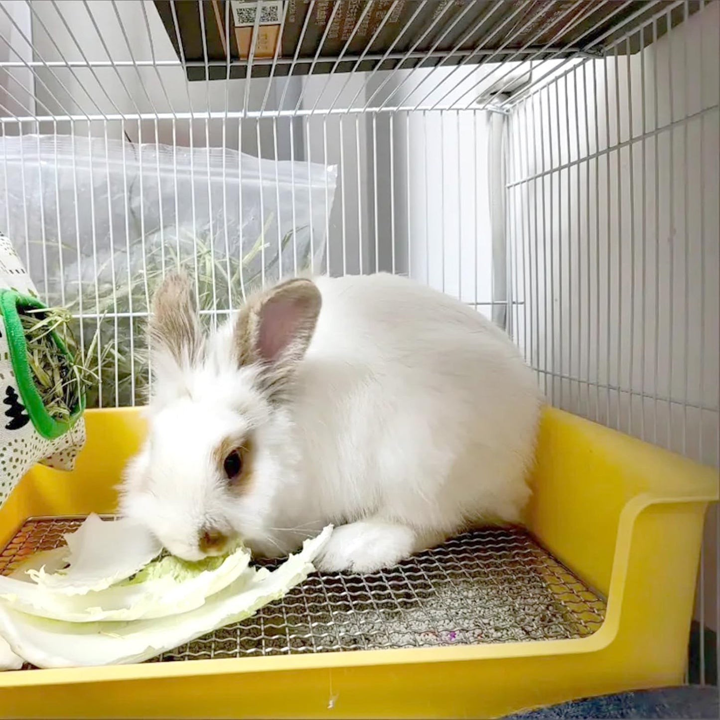 Litter Box Rabbit, Bunny Potty Pan, 1cm Steel Grate with Tray | 39 x 29 x 12 cm box with 1 cm steel mesh keeps paws above waste; removable tray lifts out for quick daily cleaning