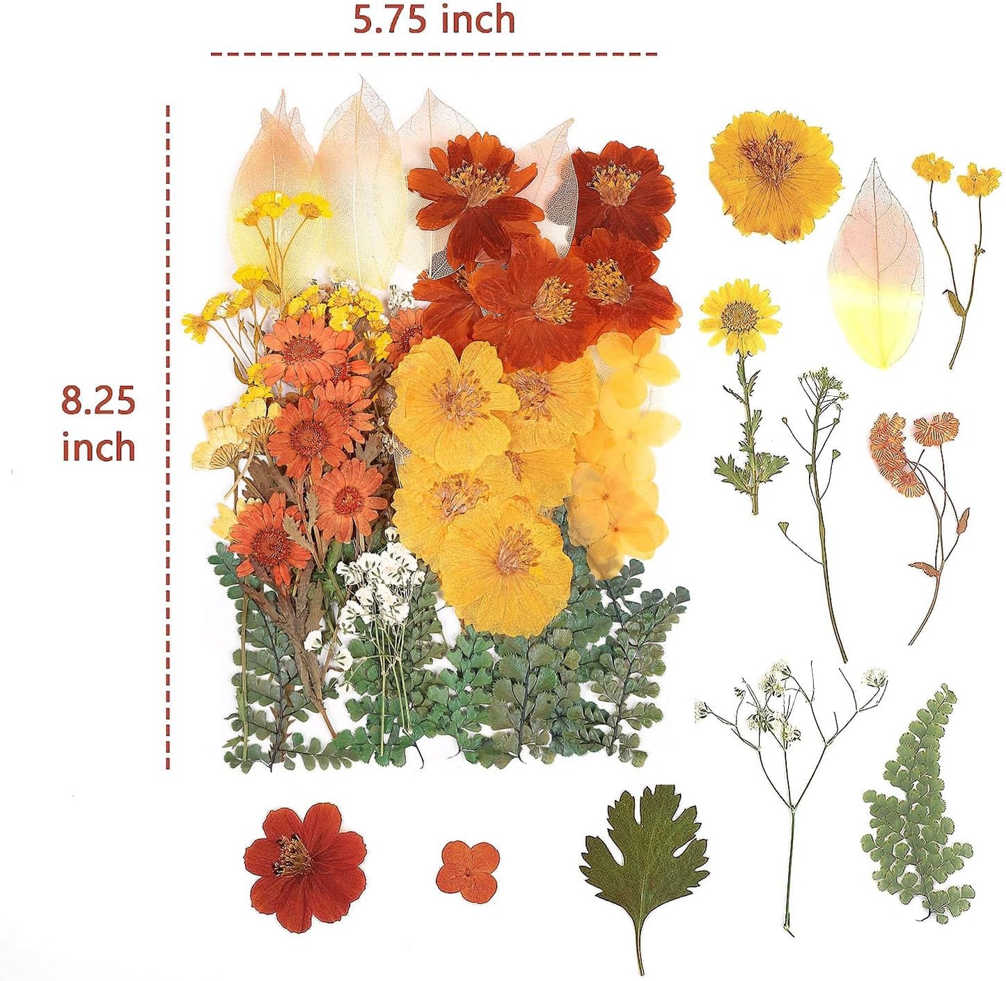 100 PCS Real Dried Pressed Flowers Leaves Natural Plant Herbarium for DIY Resin Mold Jewelry Making Craft (20 Styles)-Fall Yellow Orange