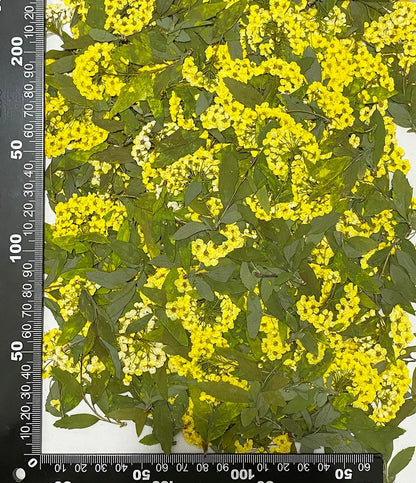 12 pcs Yellow Narcissus with Stem Real Natural Dried Pressed Flowers for Resin Scrapbooking DIY Candle Decoration Jewelry Crafts
