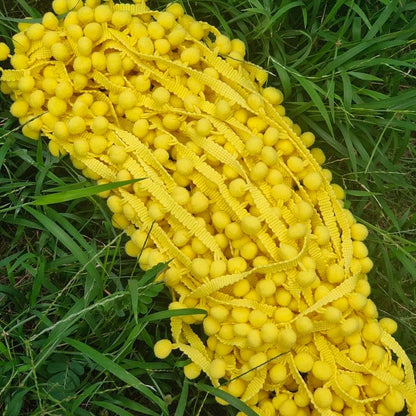 18 Yards Pompom Size 12mm/0.47 inch Yellow Small Round Ball Fringe Trim DIY Craft Sewing Accessory for Home Curtain Clothes Pillow Decoration(Yellow)