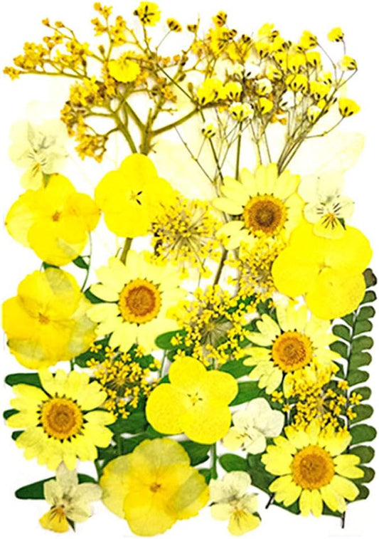 Real Dried Pressed Flowers, Nature Dried Flowers Assorted Colorful Daisies for Art Craft DIY Resin Molds (Yellow)