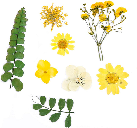 Real Dried Pressed Flowers, Nature Dried Flowers Assorted Colorful Daisies for Art Craft DIY Resin Molds (Yellow)