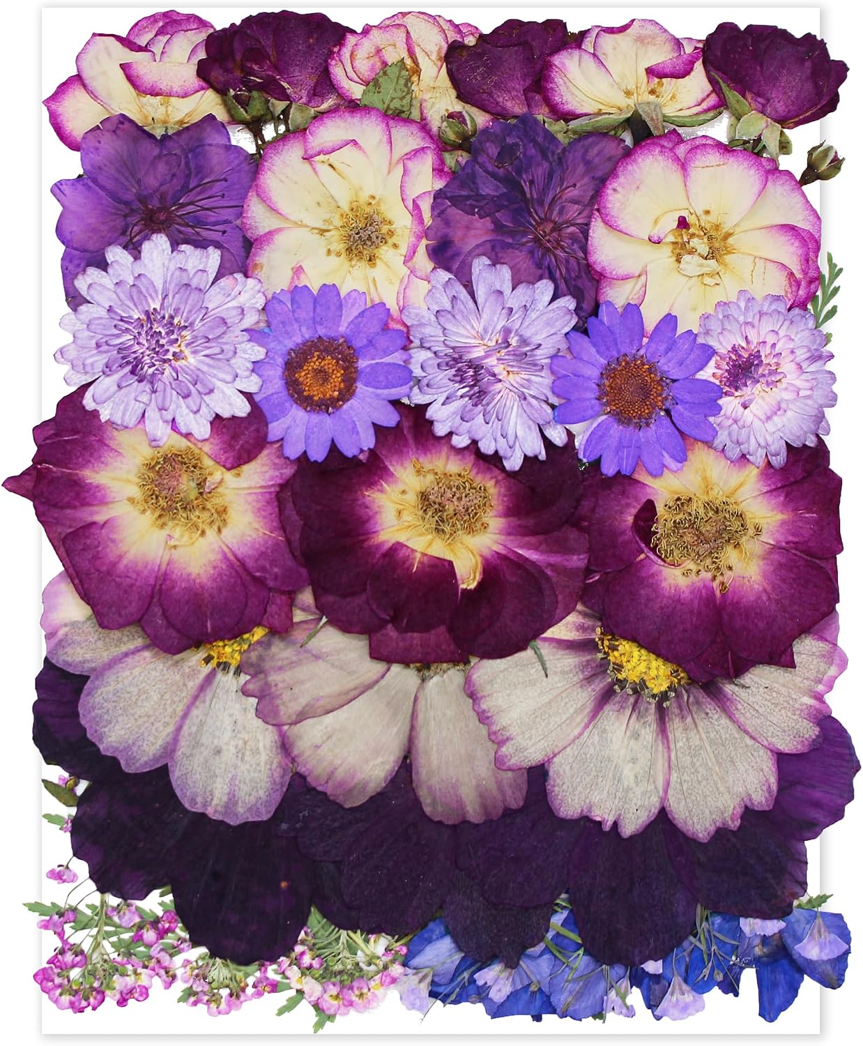 OECCO Large Purple Dried Pressed Flower for Resin, Big Real Nature Pressing Floral Leaves for DIY Craft, Mold, Jewelry Making, Candle Scrapbooking Supplies