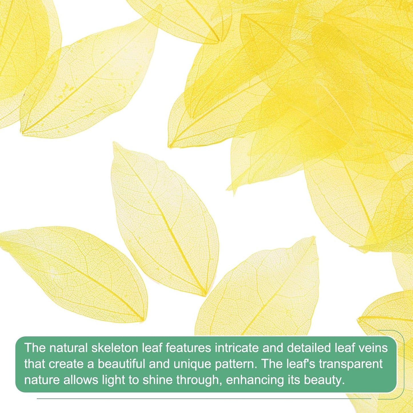 100-Pack Skeleton Leaves, Natural Rubber Tree Dried Pressed Leaves Vein for Resin/DIY Crafts Card/Scrapbook/Wedding, Small Leaves Decorative [4-6cm, Dark and Light Yellow]