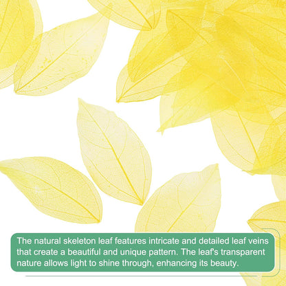 100-Pack Skeleton Leaves, Natural Rubber Tree Dried Pressed Leaves Vein for Resin/DIY Crafts Card/Scrapbook/Wedding, Small Leaves Decorative [4-6cm, Dark and Light Yellow]