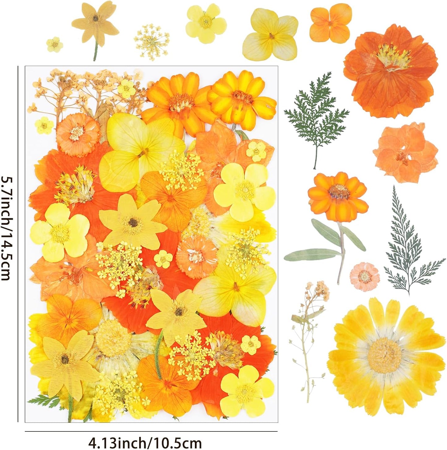 40Pcs Dried Pressed Flowers for Crafts, Dry Flowers Kit for Resin Molds,Epoxy Resin Accessories,Bookmark,Nails, Jewelry Molds,Candle Making Supplies,Soap,Frame,Cakes(Orange Yellow)