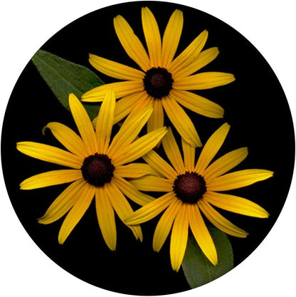 Black-eyed Susans Flowers Yellow Flowers Coneflowers PopSockets PopGrip: Swappable Grip for Phones & Tablets