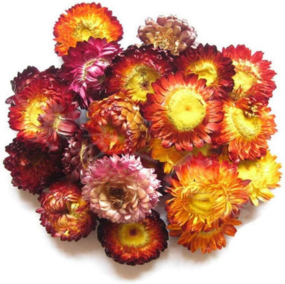 Dry Flowers and Herbs Accessories Decorations Natural Flower 12 Bags Set Dried Flowers for Soap Bath Bombs Making and Dried Flower Crafts