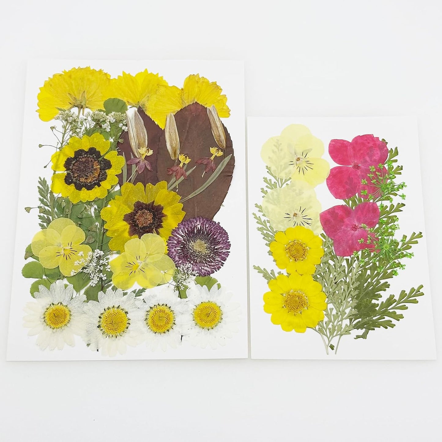 40 PCS Natural Dried Pressed Flowers, Yellow Natural Dried Pressed Leaves, Natural Dry Flowers Leaves for Pressed Leaf Art Craft DIY Embellishment Decoration