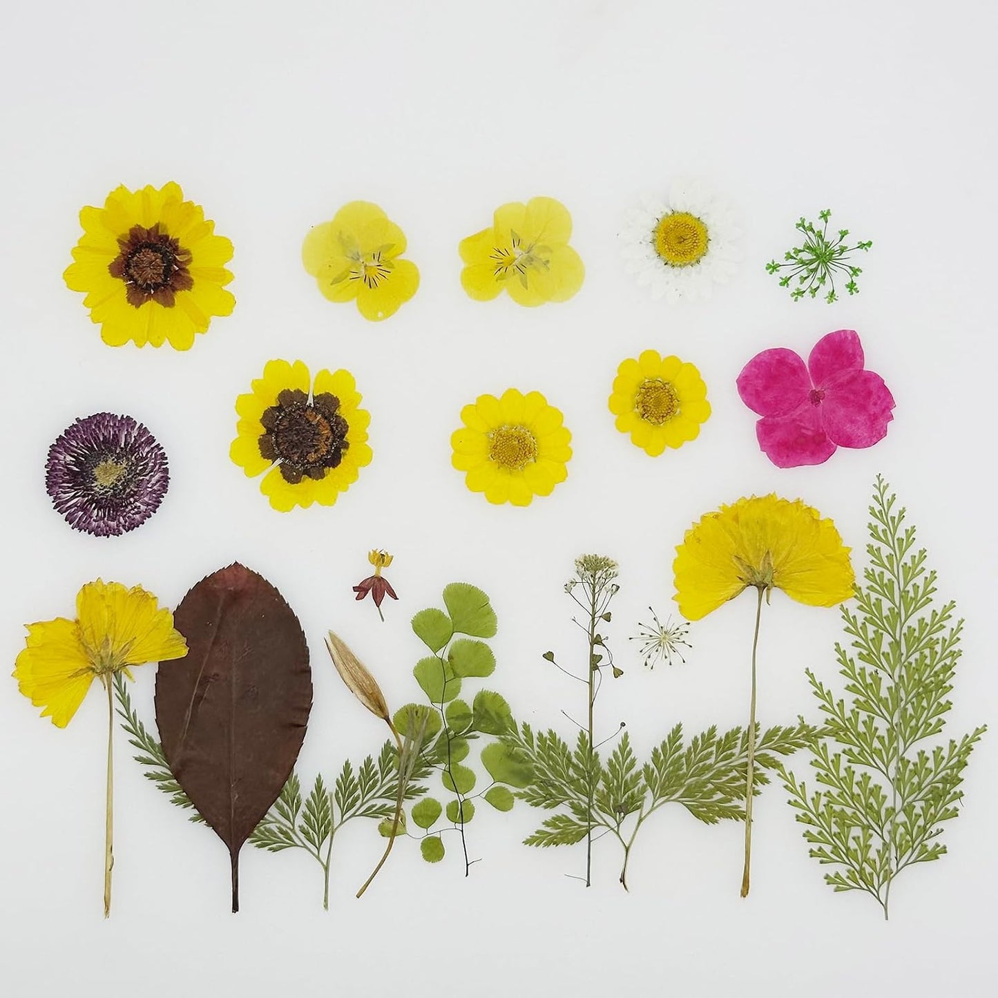 40 PCS Natural Dried Pressed Flowers, Yellow Natural Dried Pressed Leaves, Natural Dry Flowers Leaves for Pressed Leaf Art Craft DIY Embellishment Decoration