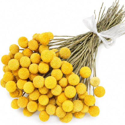 40pcs Dried Billy Balls Flowers for Wedding Decor & Floral Displays | Golden Spherical Blooms Add Rustic Texture and Visual Interest to Bouquets, Centerpieces, Home Accents and Creative Projects