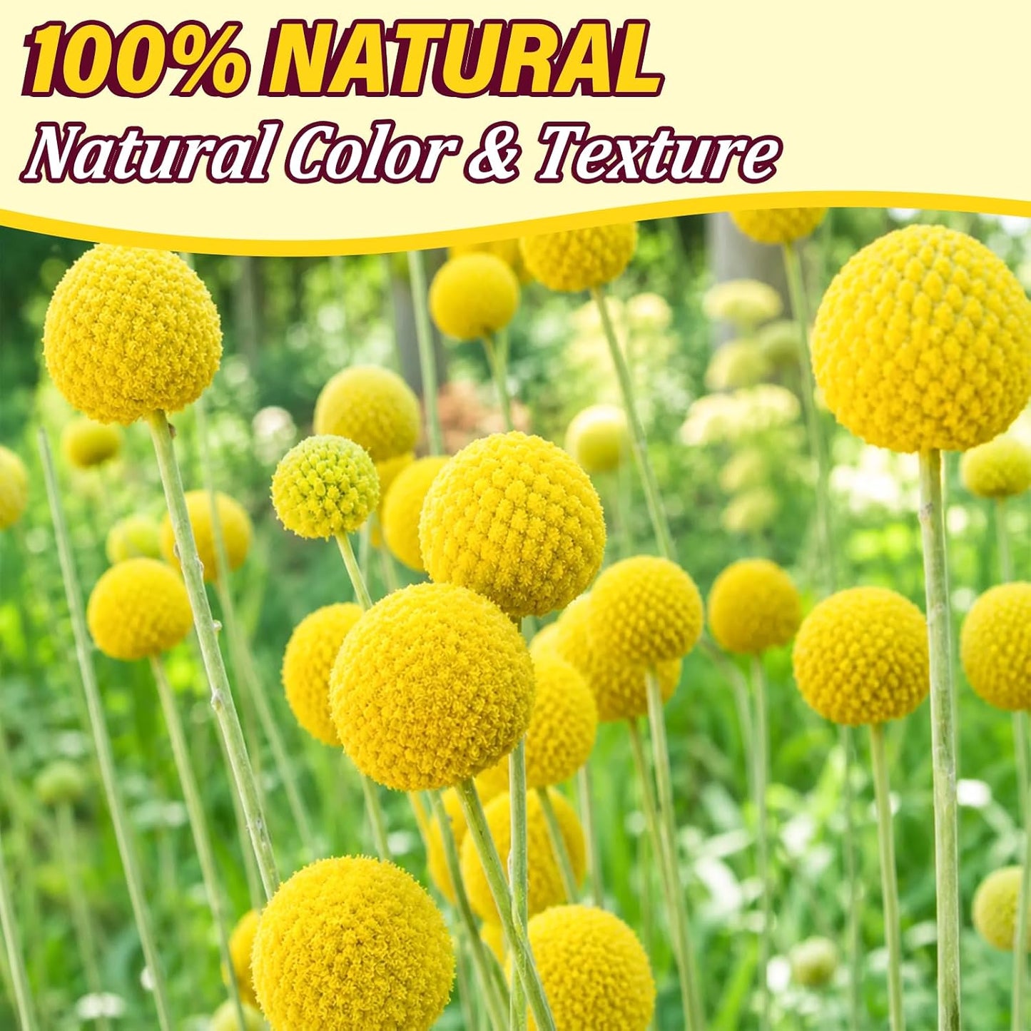 40pcs Dried Billy Balls Flowers for Wedding Decor & Floral Displays | Golden Spherical Blooms Add Rustic Texture and Visual Interest to Bouquets, Centerpieces, Home Accents and Creative Projects