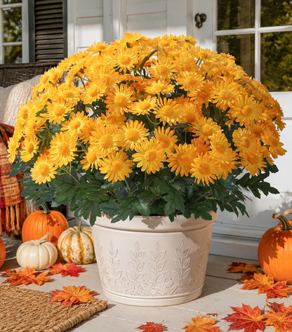 Artificial Fall Faux Mums Flowers Outdoor Plants for Decoration, 6 Bundles Fake Silk Yellow Gerbera Daisy Flowers UV Resistant Look Real for Planter Outside Front Door Porch Patio Balcony