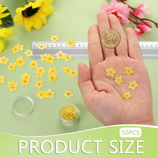 Forget Me Not Dried Flowers, 50Pcs Don't Forget Me Dried Flowers Natural Dried Pressed Flowers with Forceps for Resin Jewelry Making Candle Nail Art Flower Ornaments Paper Making Supplies