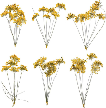 6 Pcs Natural Dried Pressed Flowers for Craft, Lace Real Pressed Dried Flowers Colorful Bouquets for Resin Moulds DIY Scrapbooking Candle Jewelry Making, Yellow