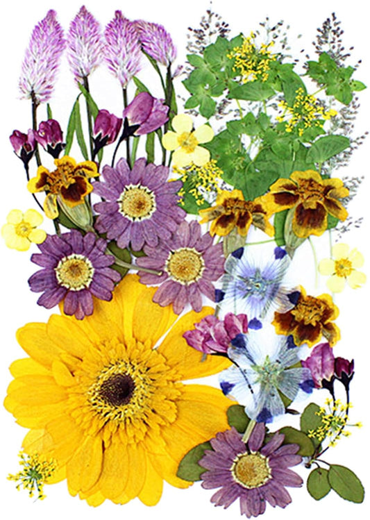 35Pcs Dried Pressed Flowers for Crafts Resin DIY Art Natural Dry Floral Large Size Daisy Colorful Epoxy Jewelry Real Rose Decor Cakes Bookmarks Phone Cases Candles Handmade Soap Papermaking Yellow