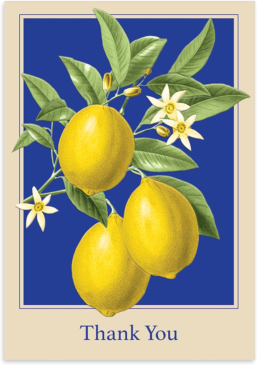 Boxed Notecards Elegant Blank 12-Count Thank You Cards with Embossed Detail, 3.5" x 5", Lemons