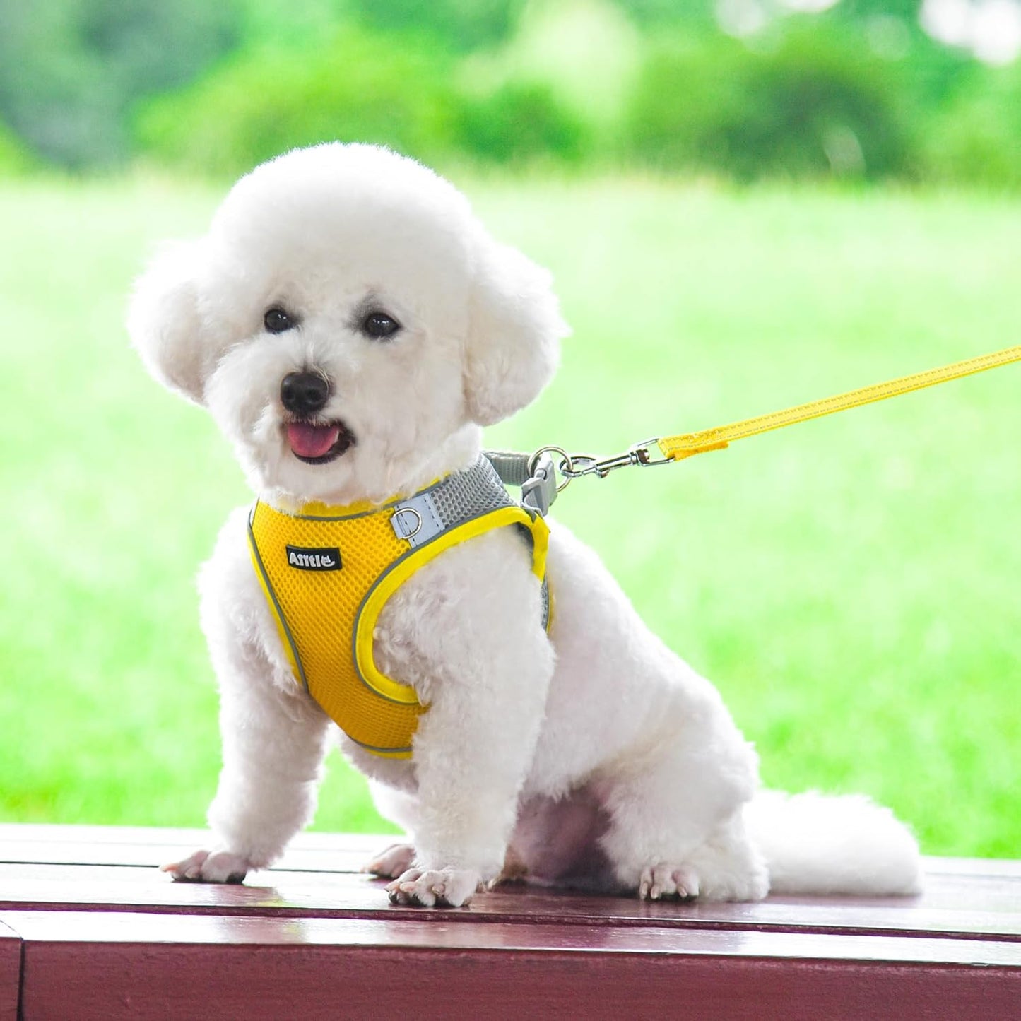 Comfortable Dog Harness and Leash Set for Walking - Spring Step in Vest Harness,Reflective Bands, Adjustable No Pull Puppy Essentials, for Small Dogs and House Cats Yellow XS | Light, Soft, Breathable Air Mesh, Escape-Proof, Easy on and Remove with Hook