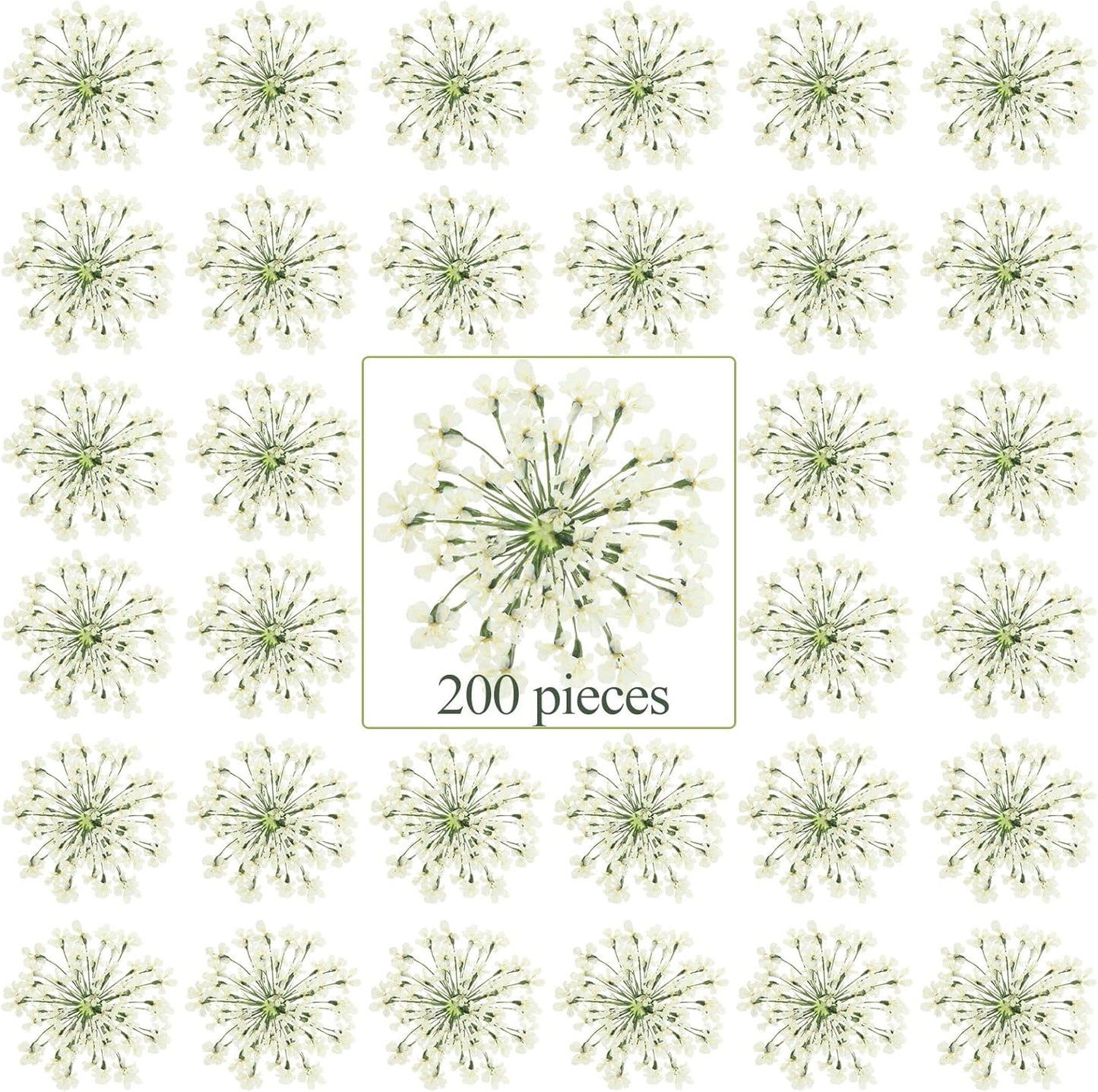 200 Pcs Pressed Dried Flowers for Resin Art Ammi Majus Natural Pressed Dried Flower Dry Flowers for Crafts DIY Wedding Home Decor Scrapbooking Gift Soap Candle Making