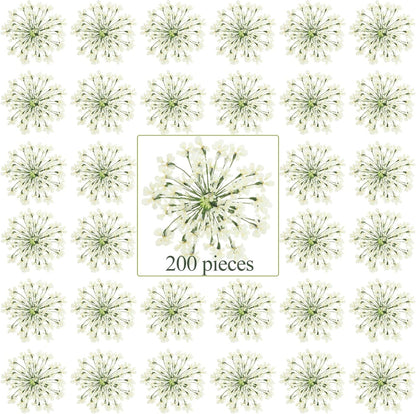 200 Pcs Pressed Dried Flowers for Resin Art Ammi Majus Natural Pressed Dried Flower Dry Flowers for Crafts DIY Wedding Home Decor Scrapbooking Gift Soap Candle Making