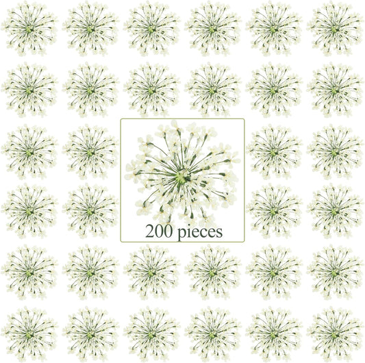 200 Pcs Pressed Dried Flowers for Resin Art Ammi Majus Natural Pressed Dried Flower Dry Flowers for Crafts DIY Wedding Home Decor Scrapbooking Gift Soap Candle Making