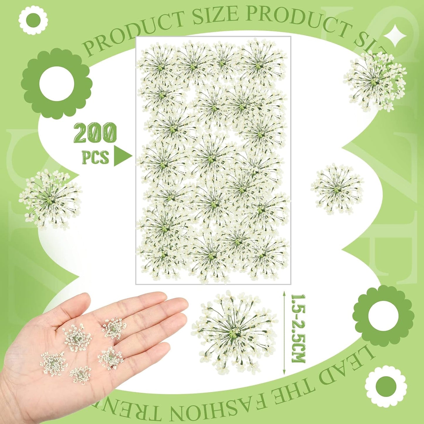 200 Pcs Pressed Dried Flowers for Resin Art Ammi Majus Natural Pressed Dried Flower Dry Flowers for Crafts DIY Wedding Home Decor Scrapbooking Gift Soap Candle Making
