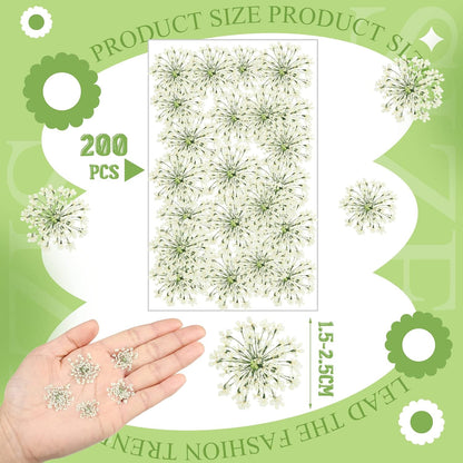 200 Pcs Pressed Dried Flowers for Resin Art Ammi Majus Natural Pressed Dried Flower Dry Flowers for Crafts DIY Wedding Home Decor Scrapbooking Gift Soap Candle Making