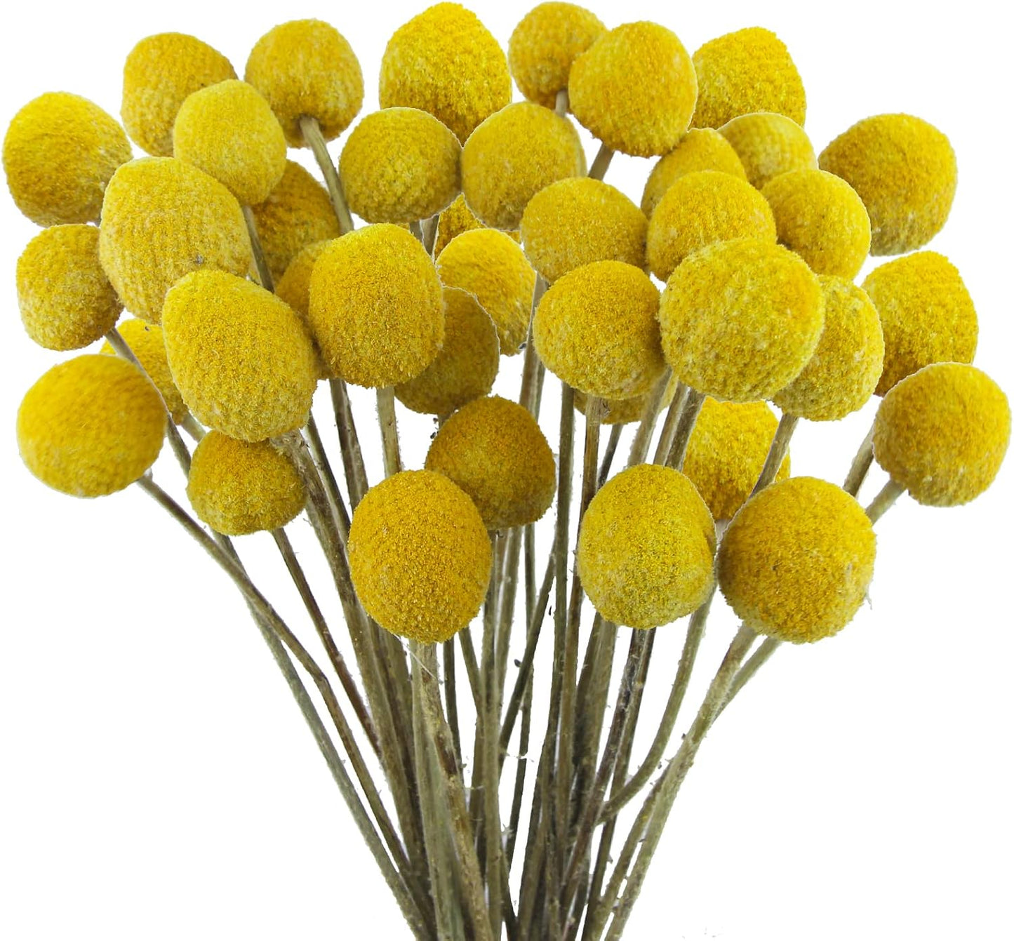 40 Pcs Natural Dried Flowers Craspedia Billy Balls Flowers Billy Buttons Yellow 3cm Autumn Dried Floral Bouquet Arrangements for Fall Harvest Wedding Home Tall Vase Boho Decor