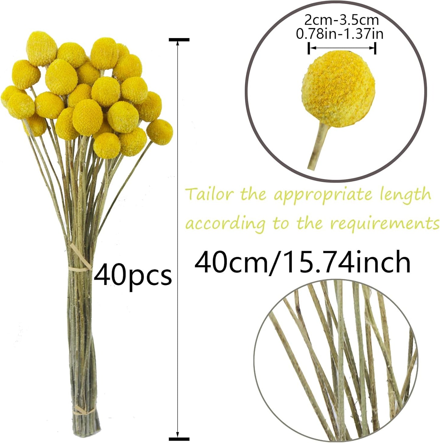 40 Pcs Natural Dried Flowers Craspedia Billy Balls Flowers Billy Buttons Yellow 3cm Autumn Dried Floral Bouquet Arrangements for Fall Harvest Wedding Home Tall Vase Boho Decor