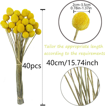 40 Pcs Natural Dried Flowers Craspedia Billy Balls Flowers Billy Buttons Yellow 3cm Autumn Dried Floral Bouquet Arrangements for Fall Harvest Wedding Home Tall Vase Boho Decor