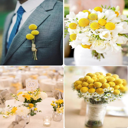 40 Pcs Natural Dried Flowers Craspedia Billy Balls Flowers Billy Buttons Yellow 3cm Autumn Dried Floral Bouquet Arrangements for Fall Harvest Wedding Home Tall Vase Boho Decor