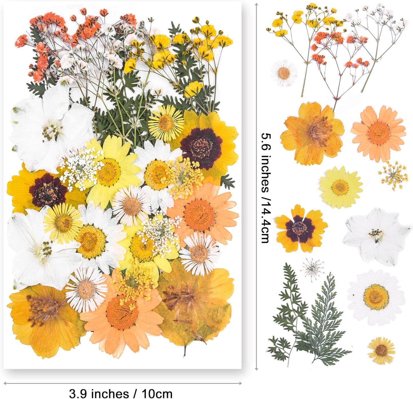 Dried Pressed Flowers for Resin Molds,Real Natural Pressed Flowers for DIY Art Crafts,Candle Making, Nails Décor,Soap Making, Phone Case Yellow White