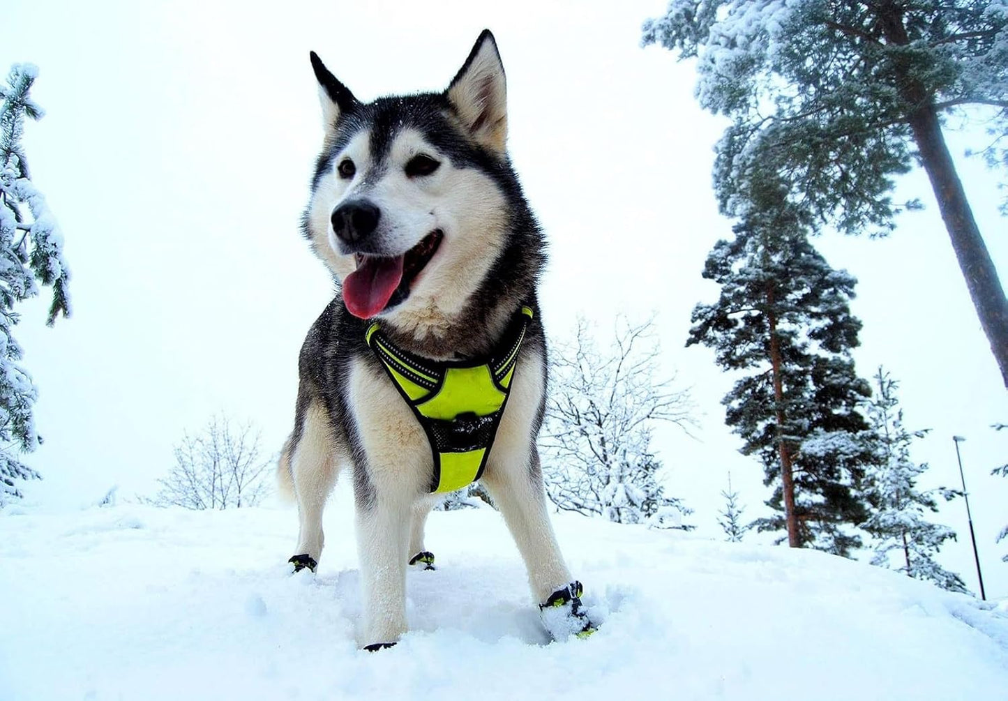 Adjustable No-Pull Dog Harness Reflective Vest, Neon Yellow, XL | Front Clip, No-Choke, Soft Padded, Control Handle, Anti Escape, Dog Car Harness, Walking and Training, Escape Proof, TLH5651