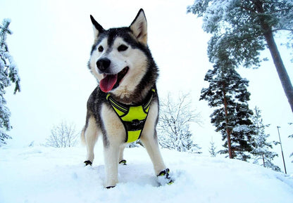 Adjustable No-Pull Dog Harness Reflective Vest, Neon Yellow, XL | Front Clip, No-Choke, Soft Padded, Control Handle, Anti Escape, Dog Car Harness, Walking and Training, Escape Proof, TLH5651
