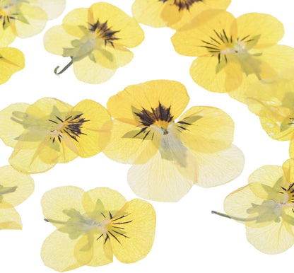 12-Pack Dried Pressed Flowers for Resin, Real Natural Bulk Dry Floral for Crafts/DIY Jewelry/Soap Making/Scrapbooking/Candle/Epoxy Resin Supplies/Flower Painting [Yellow Black]