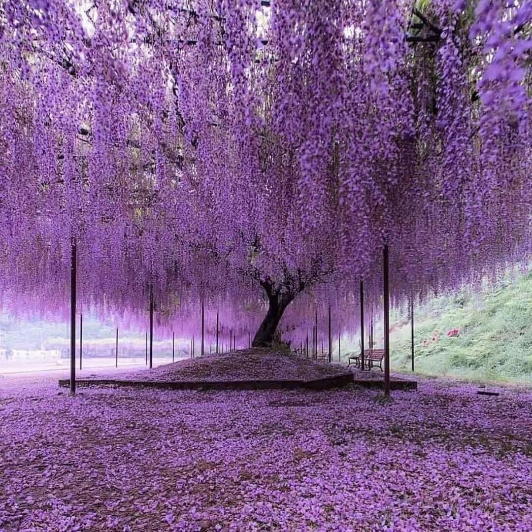 40 Pack Wisteria Flower Vines Garland, 3.75 Feet Artificial Flower Strings, Fake Hanging Flowers, Silk Wisteria Garland Flowers, Wisteria Vine for Wedding, Garden, Wall Decoration (Yellow)