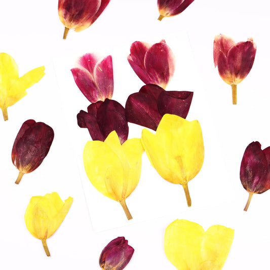 6Pcs Tulips Dried Pressed Flowers for Crafts, Edible Flowers for Cake Decorations,Resin Molds,Bookmark,Jewelry Molds,Candle Making Supplies,Soap,Frame(3 Types)