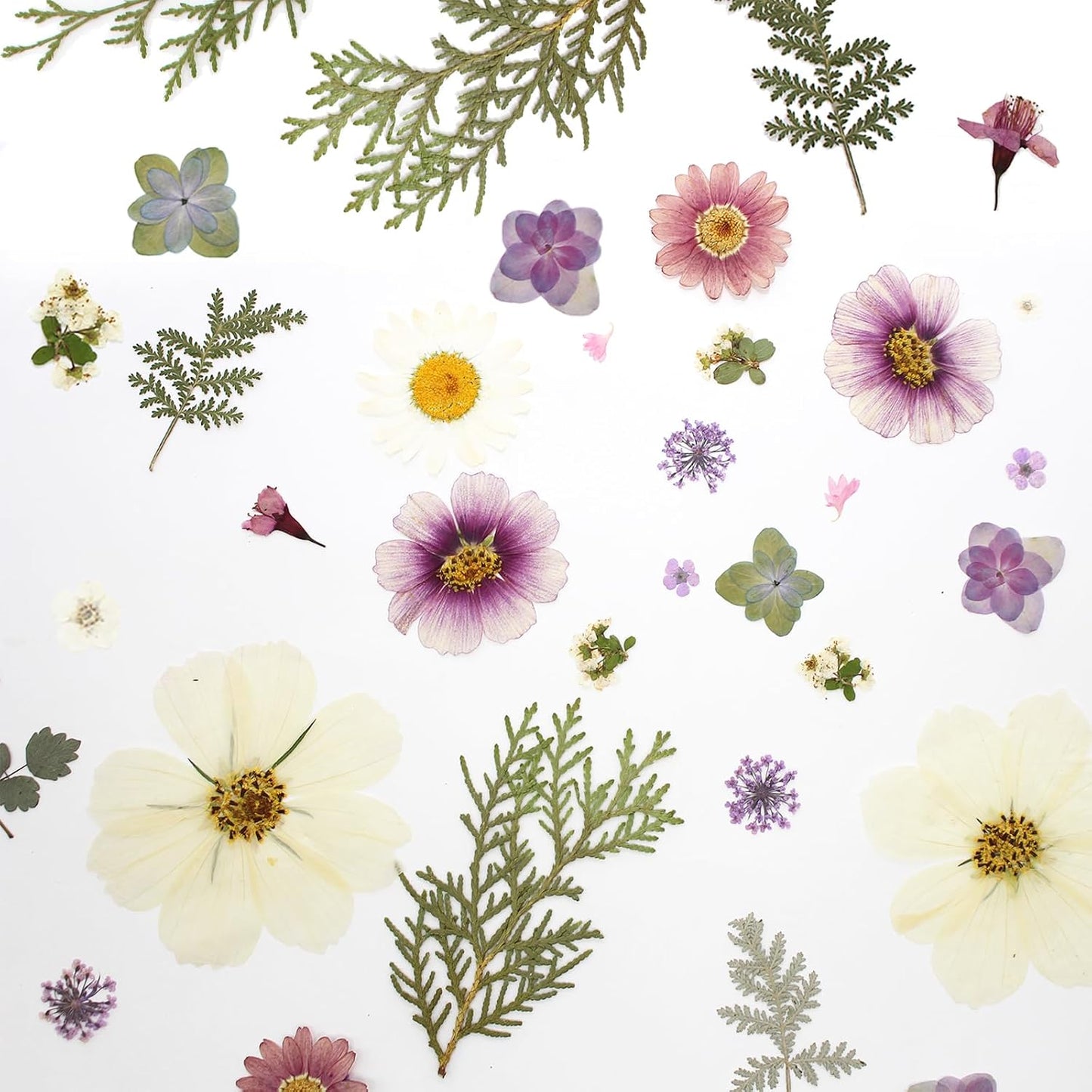 40PCS Real Nature Dried Pressed Flowers for Resin Mold, Dry Pressing Floral with Butterfly Transparent Stickers Set for DIY Jewelry Card Scrapbook Art Craft Decors