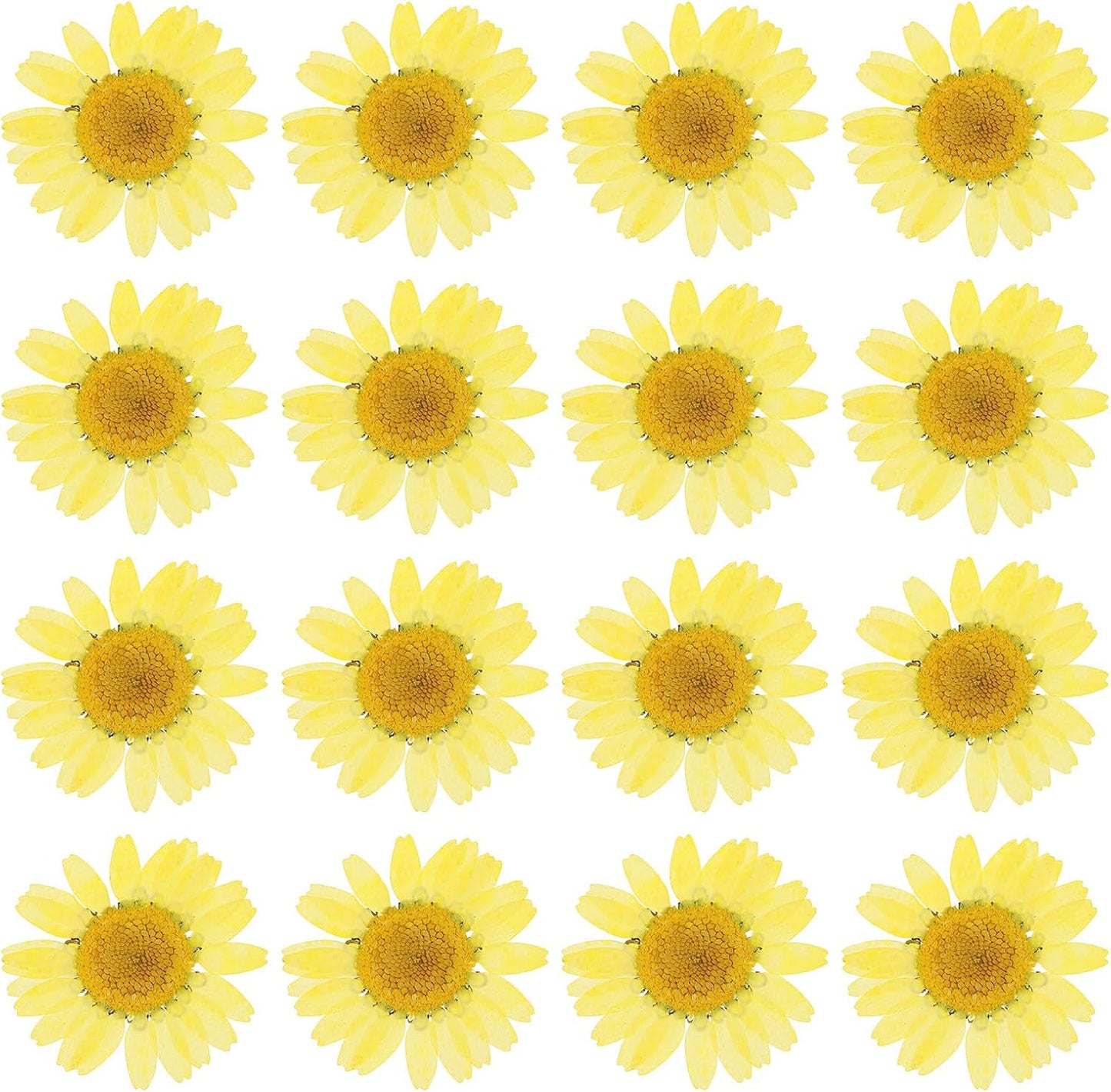 48 Pcs Dried Pressed Flower Natural Dried Daisy Flower for DIY Art Crafts House Decoration Nails Decoration,Lemon Yellow