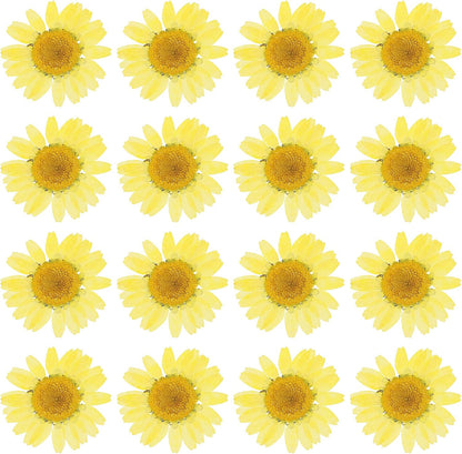 48 Pcs Dried Pressed Flower Natural Dried Daisy Flower for DIY Art Crafts House Decoration Nails Decoration,Lemon Yellow