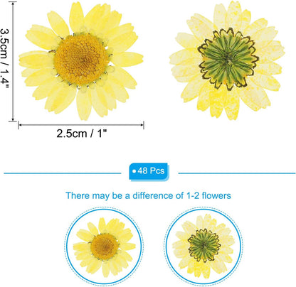 48 Pcs Dried Pressed Flower Natural Dried Daisy Flower for DIY Art Crafts House Decoration Nails Decoration,Lemon Yellow