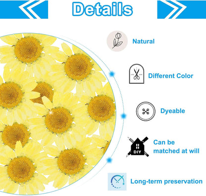 48 Pcs Dried Pressed Flower Natural Dried Daisy Flower for DIY Art Crafts House Decoration Nails Decoration,Lemon Yellow