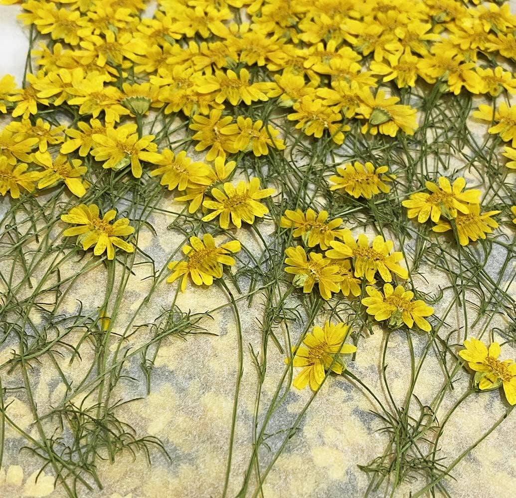 12 pcs Golden Chrysanthemum with Stem Real Natural Dried Pressed Flowers for Resin Art Craft DIY
