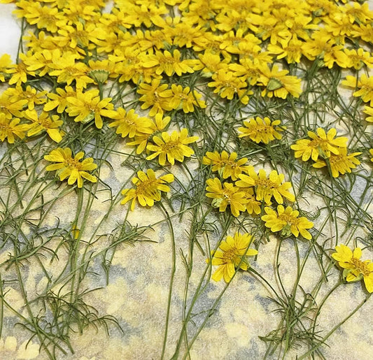 12 pcs Golden Chrysanthemum with Stem Real Natural Dried Pressed Flowers for Resin Art Craft DIY