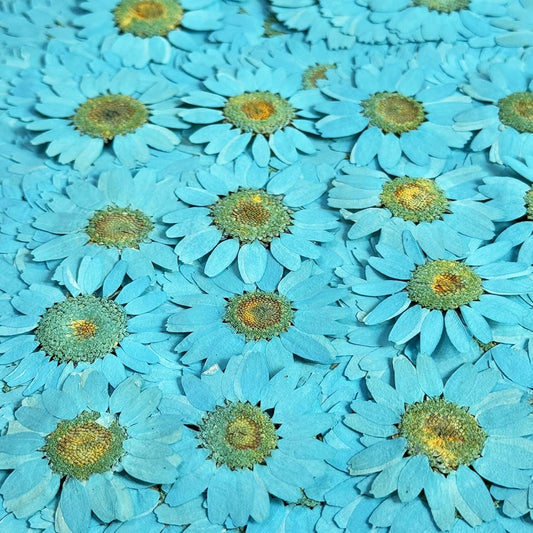 25pcs Yellow Daisy Dried Pressed Flowers Real Natural Dry Flowers for Resin Candle Card Making Wedding Invitations Scrapbooking Christmas Crafts